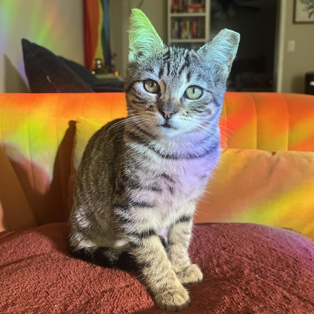 Enlarge The Mummy (1999), a Adoptable Domestic Short Hair in Costa Mesa, CA image 5/5