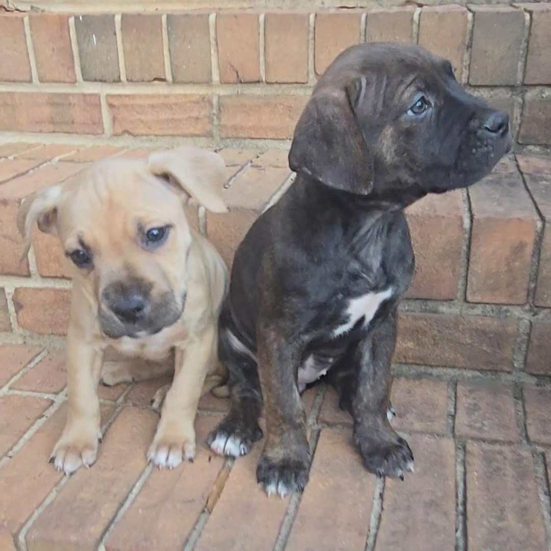 Maxxie, a Adoptable mixed breed in Waxhaw, NC image 2/3