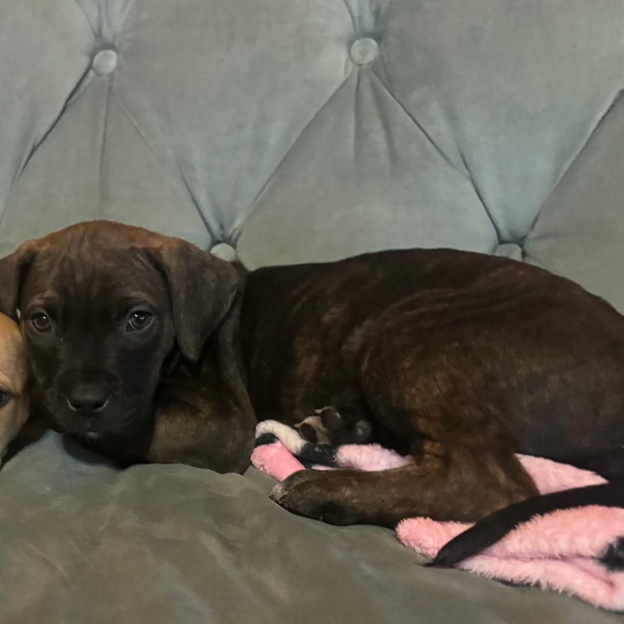 Maxxie, Adoptable, Puppy Female Terrier & Mastiff.