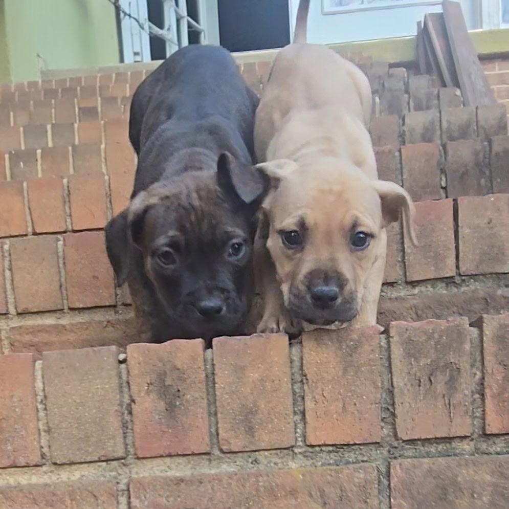 Maxxie, a Adoptable mixed breed in Waxhaw, NC image 3/3