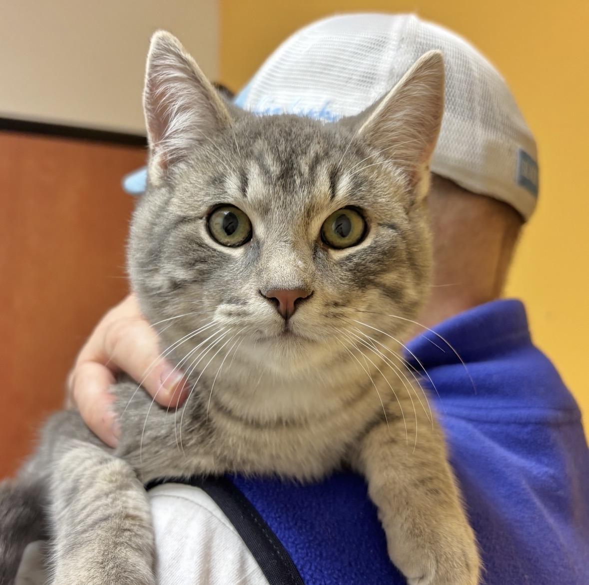 Ozzy, ADOPTABLE, Young Male Domestic Short Hair.