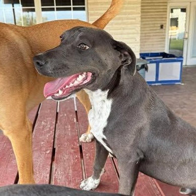 Enlarge CHANCE, a Adoptable mixed breed in Burnsville , MN image 4/5