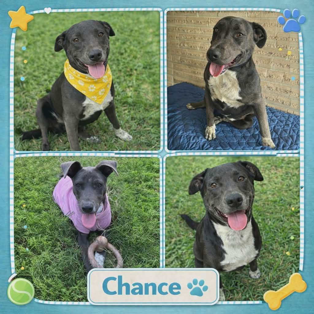 Enlarge CHANCE, a Adoptable mixed breed in Burnsville , MN image 1/5