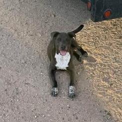 Enlarge CHANCE, a Adoptable mixed breed in Burnsville , MN image 5/5