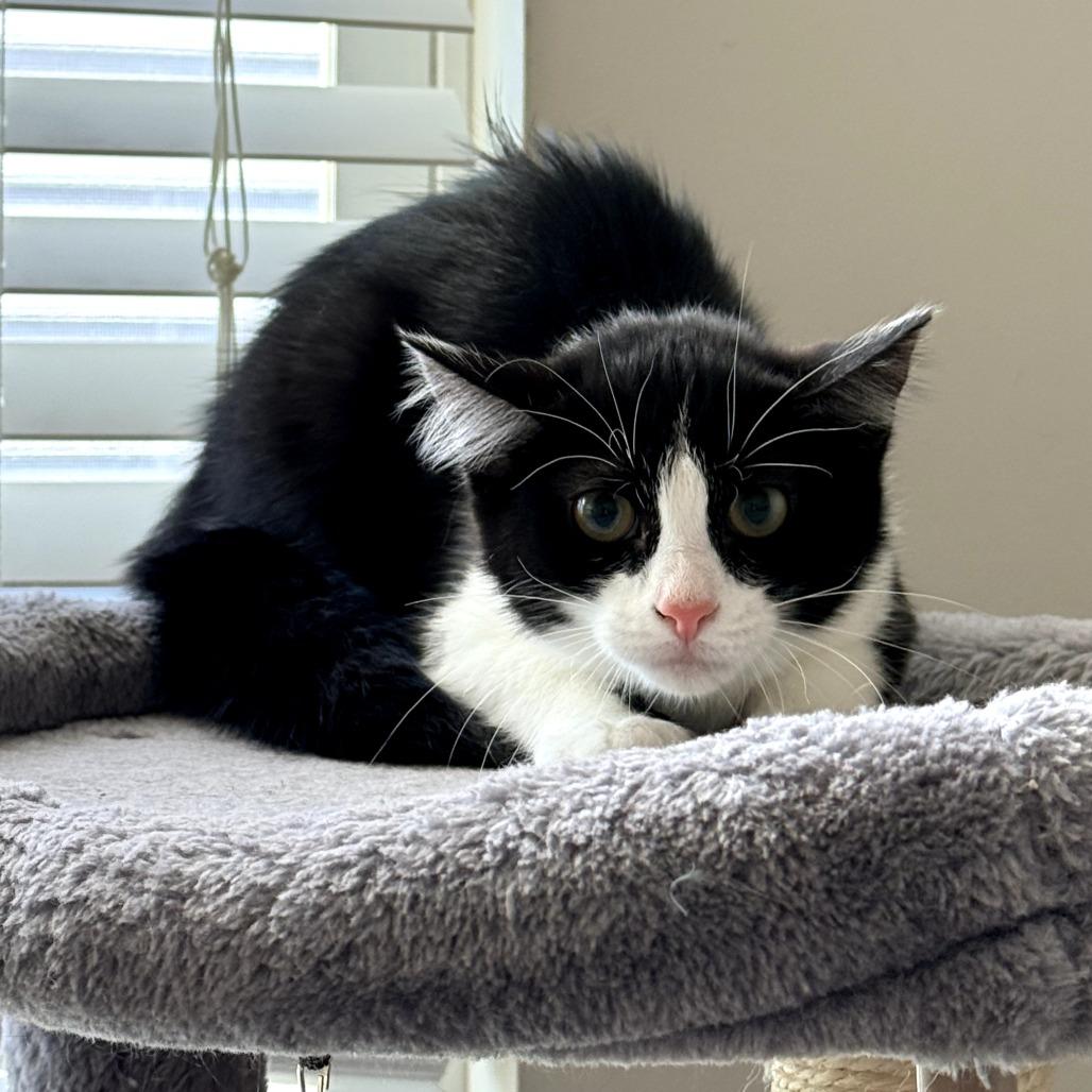 Enlarge Marceline, a Adoptable Domestic Short Hair in Delaware, OH image 1/1