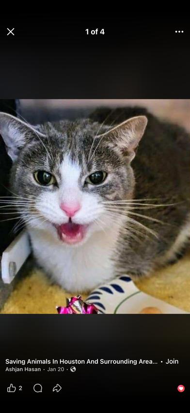 Bean — thumbnail 2