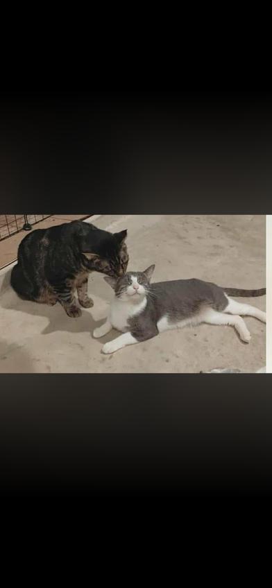 Bean — thumbnail 3