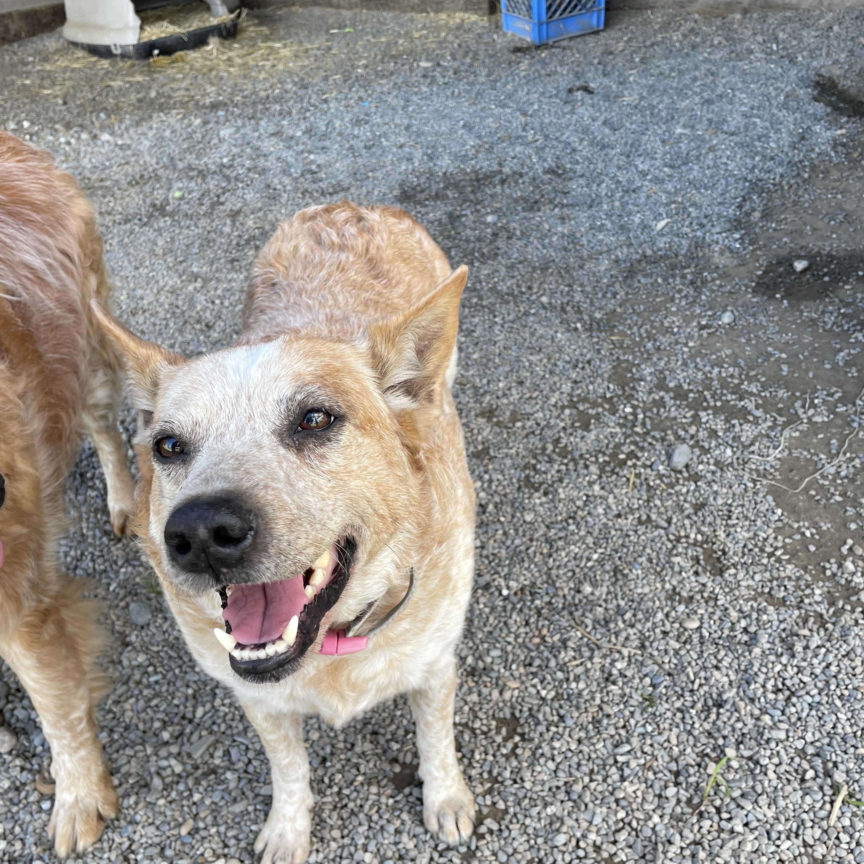 Enlarge Ruby, a Adoptable mixed breed in Bonners Ferry, ID image 3/4