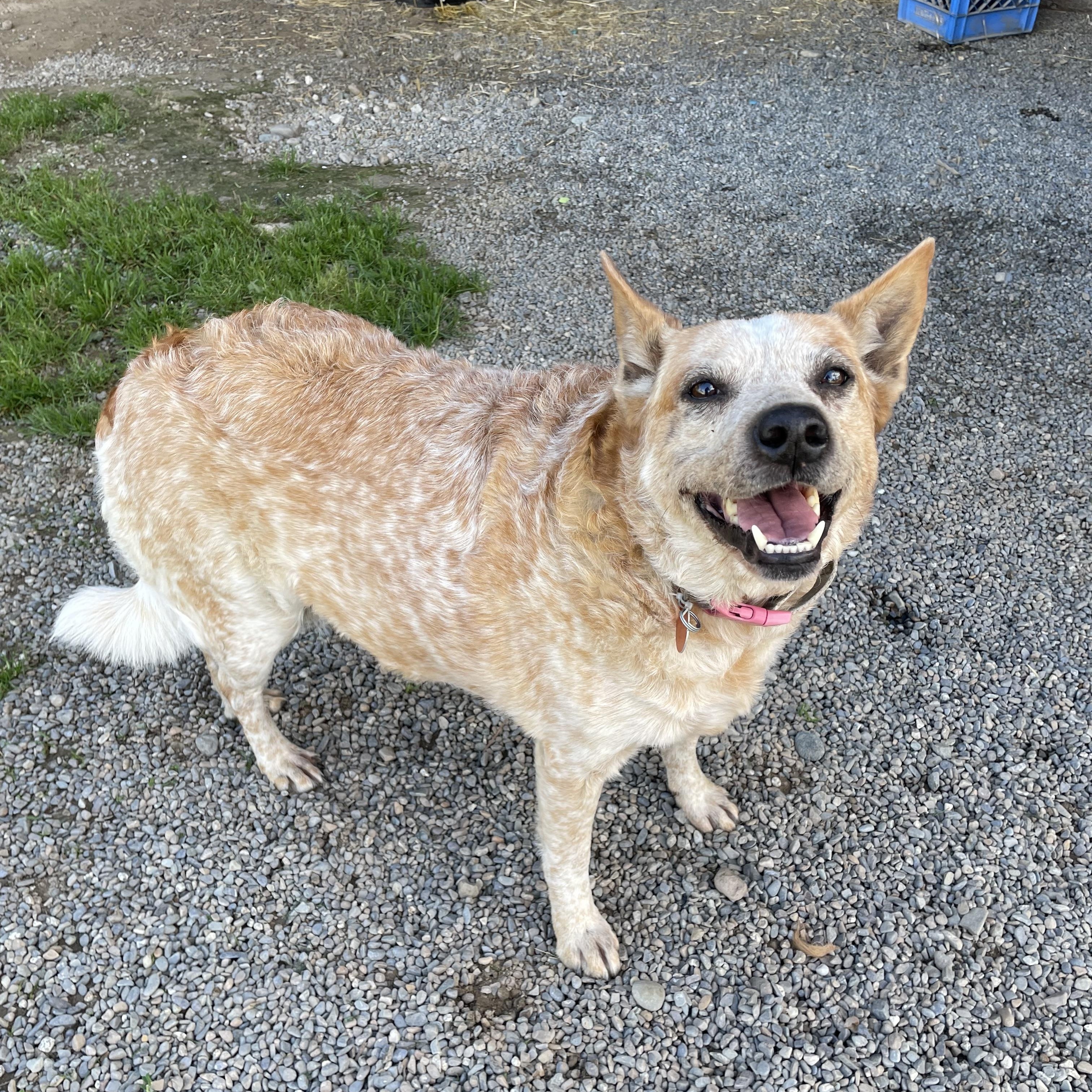 Enlarge Ruby, a Adoptable mixed breed in Bonners Ferry, ID image 2/4