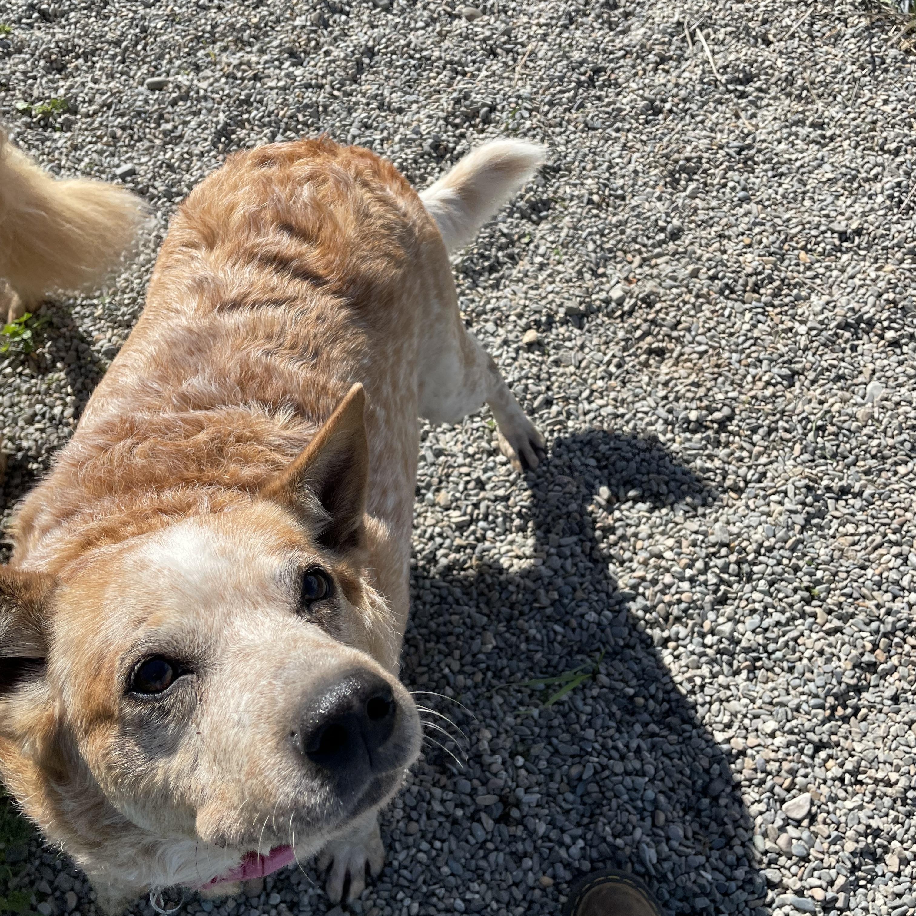 Enlarge Ruby, a Adoptable mixed breed in Bonners Ferry, ID image 4/4