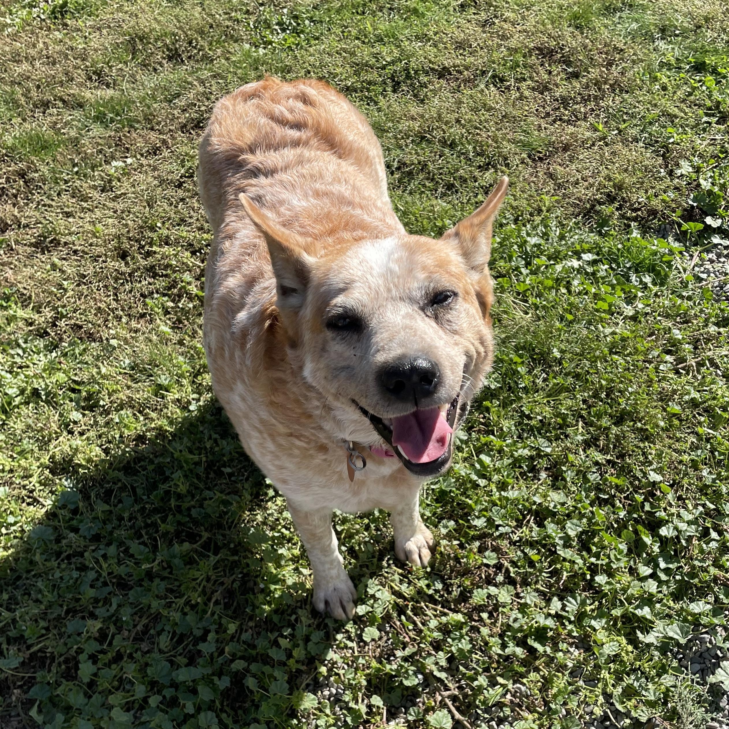 Enlarge Ruby, a Adoptable mixed breed in Bonners Ferry, ID image 1/4