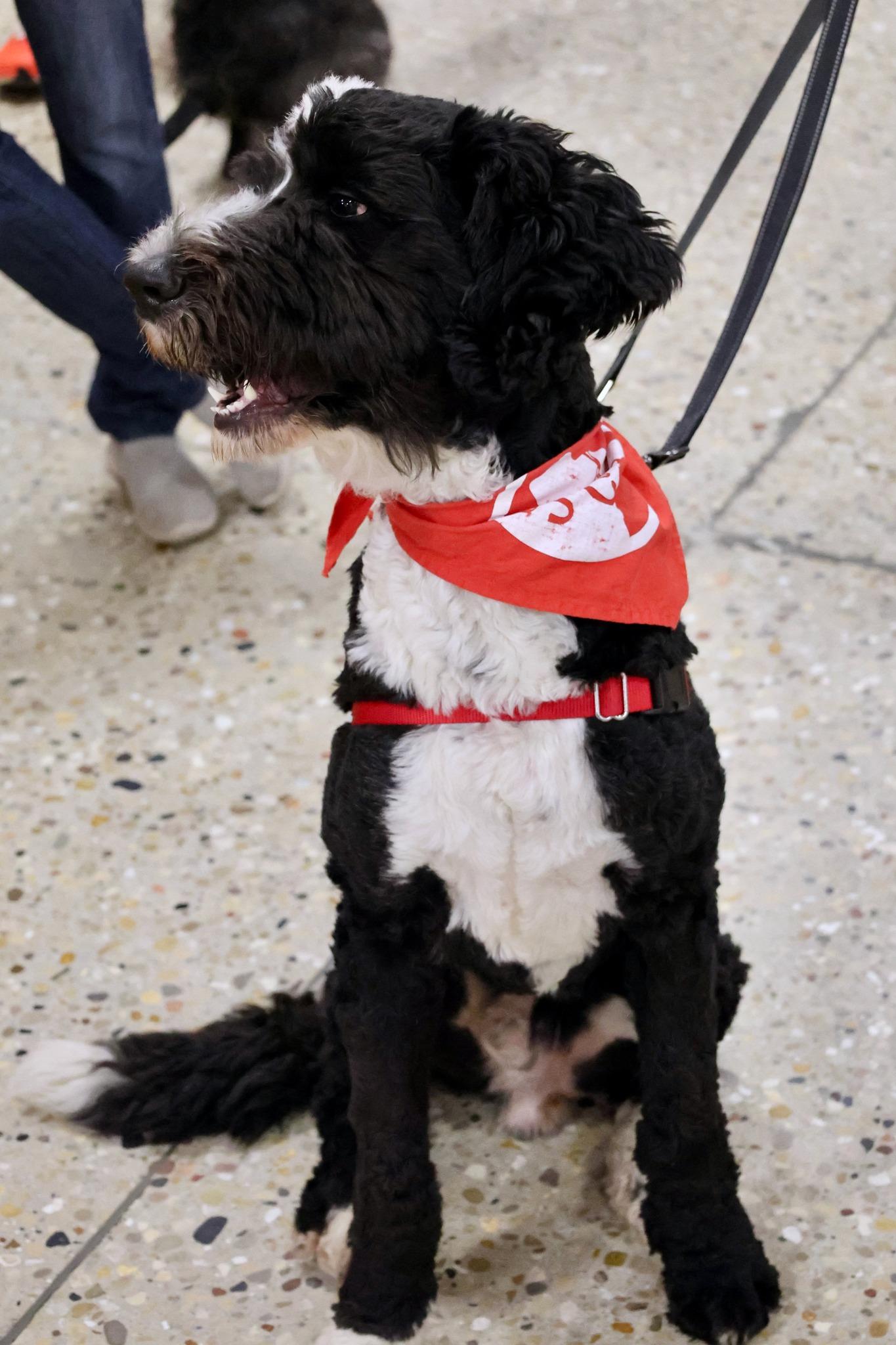 Enlarge Marley, an adoptable mixed breed in Palatine, IL image 6/6