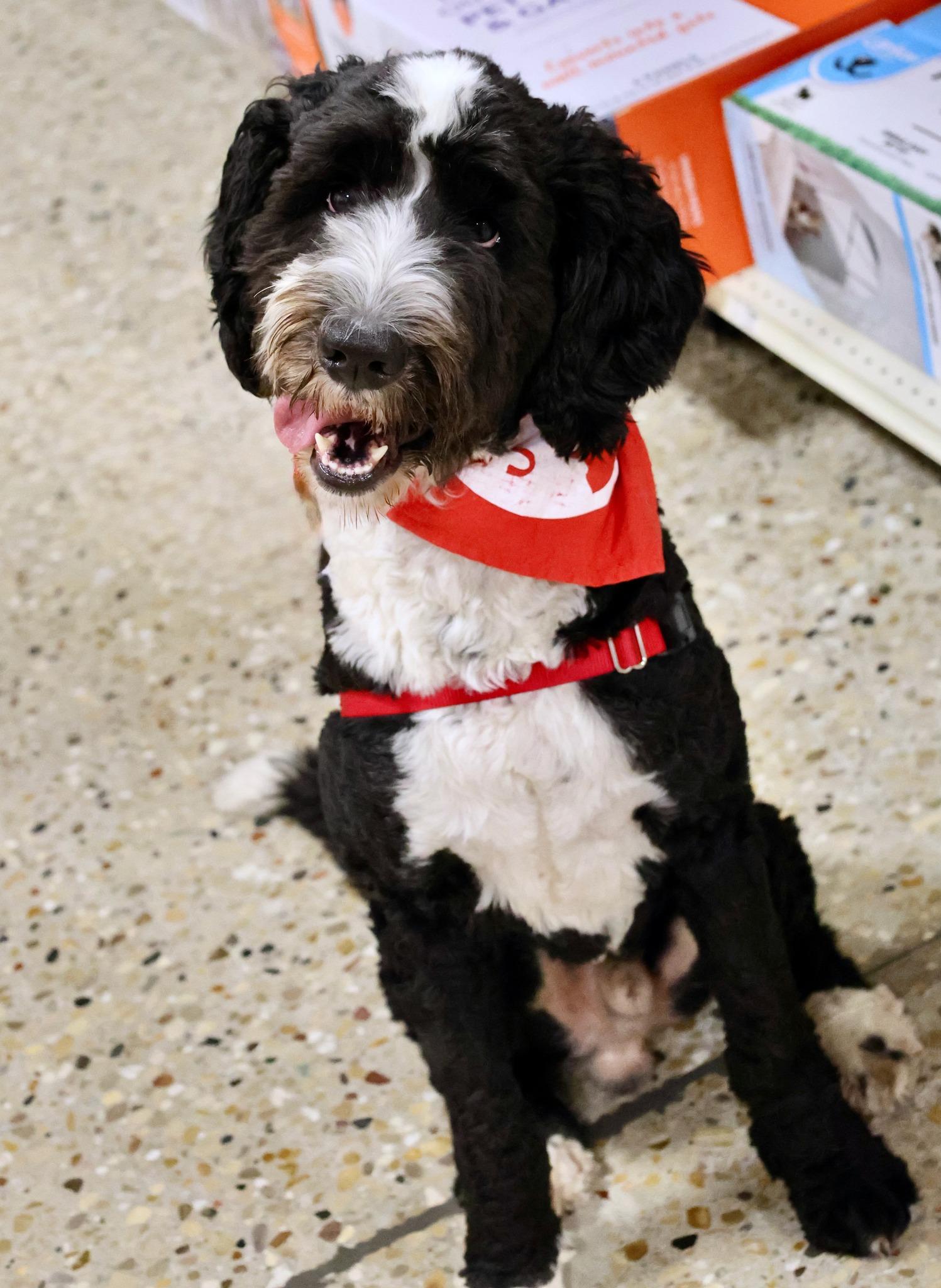 Enlarge Marley, an adoptable mixed breed in Palatine, IL image 1/6