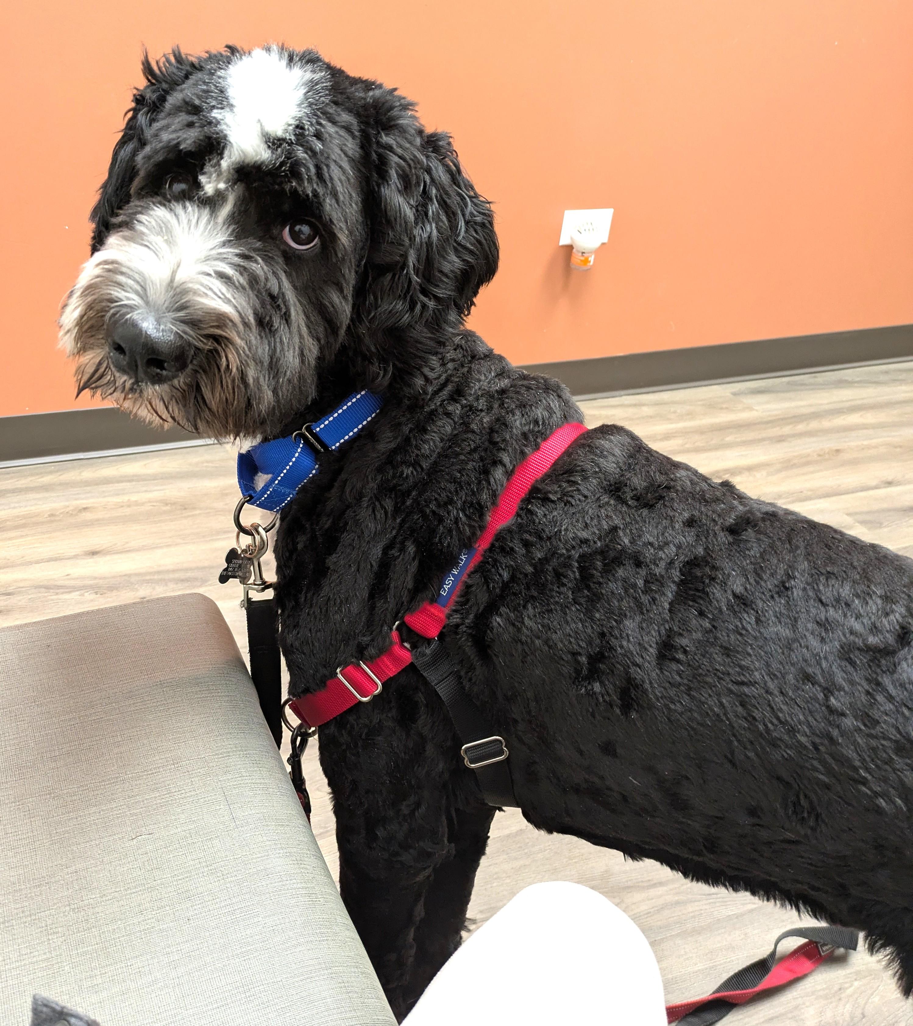 Enlarge Marley, an adoptable mixed breed in Palatine, IL image 3/5