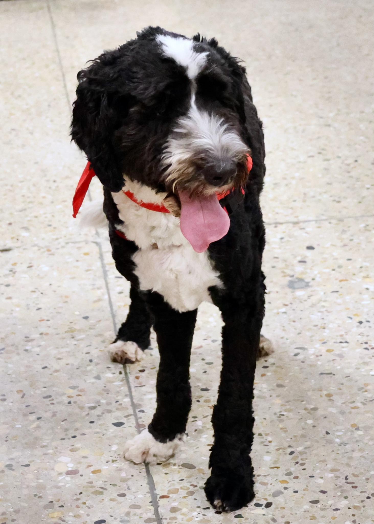 Enlarge Marley, an adoptable mixed breed in Palatine, IL image 3/6