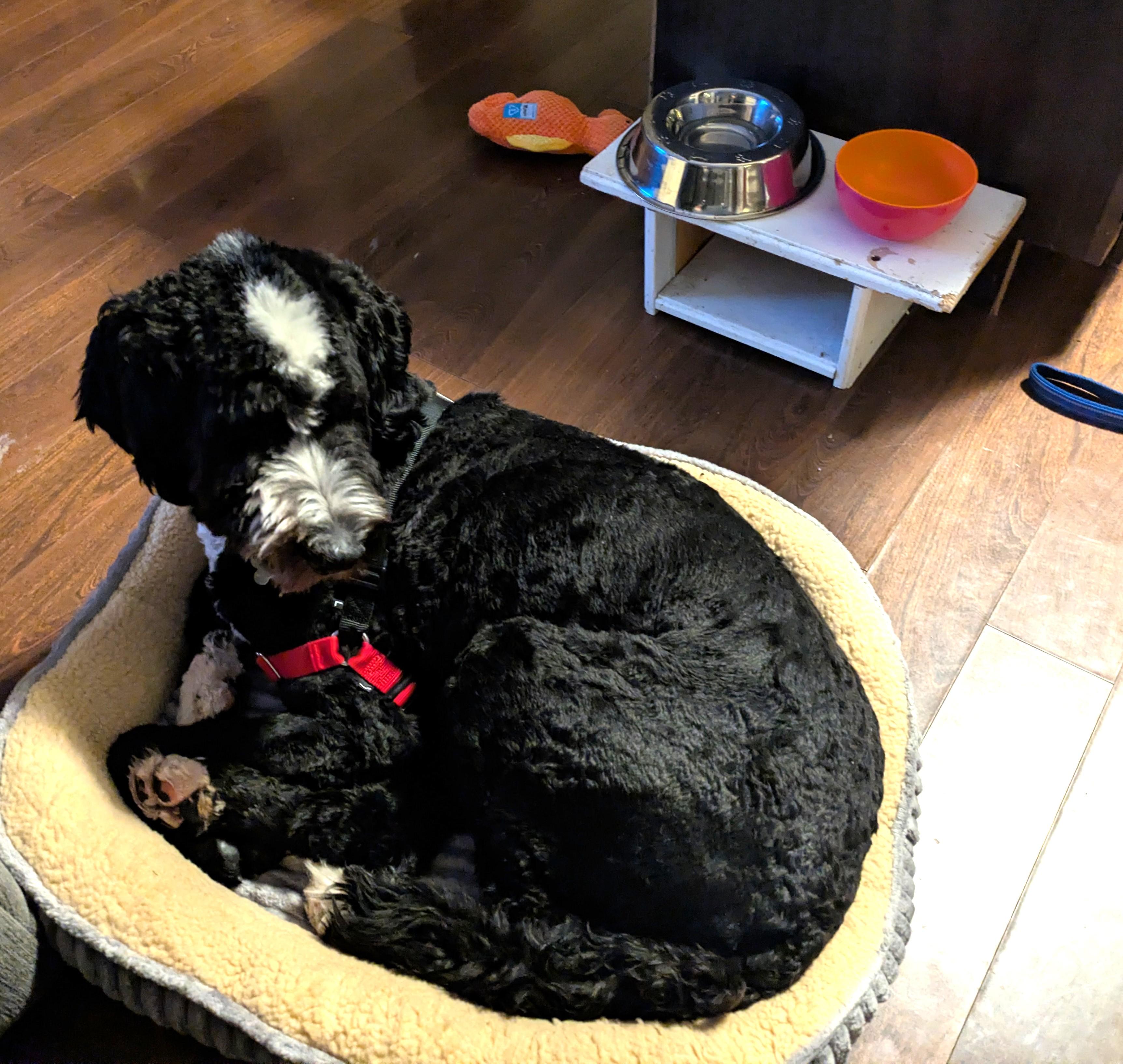 Enlarge Marley, an adoptable mixed breed in Palatine, IL image 4/5