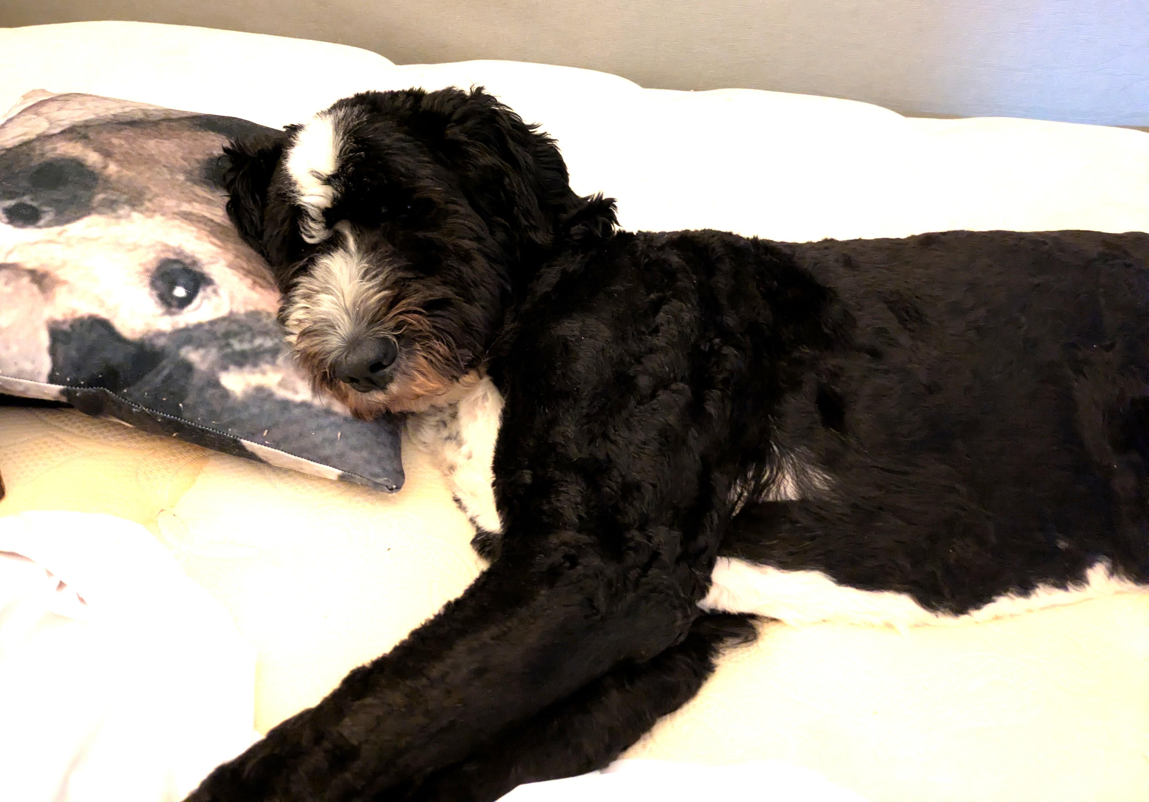 Enlarge Marley, an adoptable mixed breed in Palatine, IL image 5/5