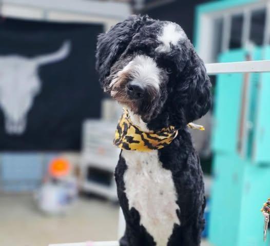 Enlarge Marley, an adoptable mixed breed in Palatine, IL image 1/5