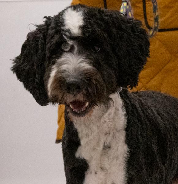 Enlarge Marley, an adoptable mixed breed in Palatine, IL image 2/5