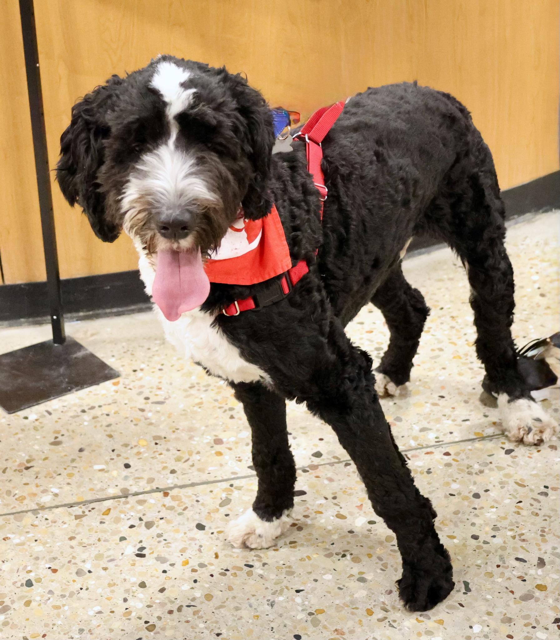 Enlarge Marley, an adoptable mixed breed in Palatine, IL image 2/6