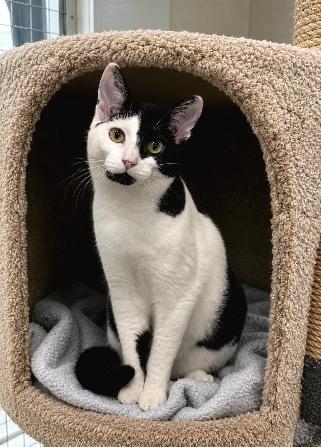 Enlarge ATHENA, a ADOPTABLE Domestic Short Hair in High Level, AB image 1/1
