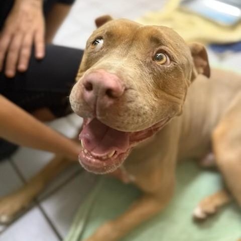 Triscuit, a Adoptable mixed breed in Los Angeles, CA image 2/2