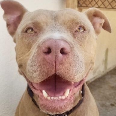 Triscuit, a Adoptable mixed breed in Los Angeles, CA image 1/2