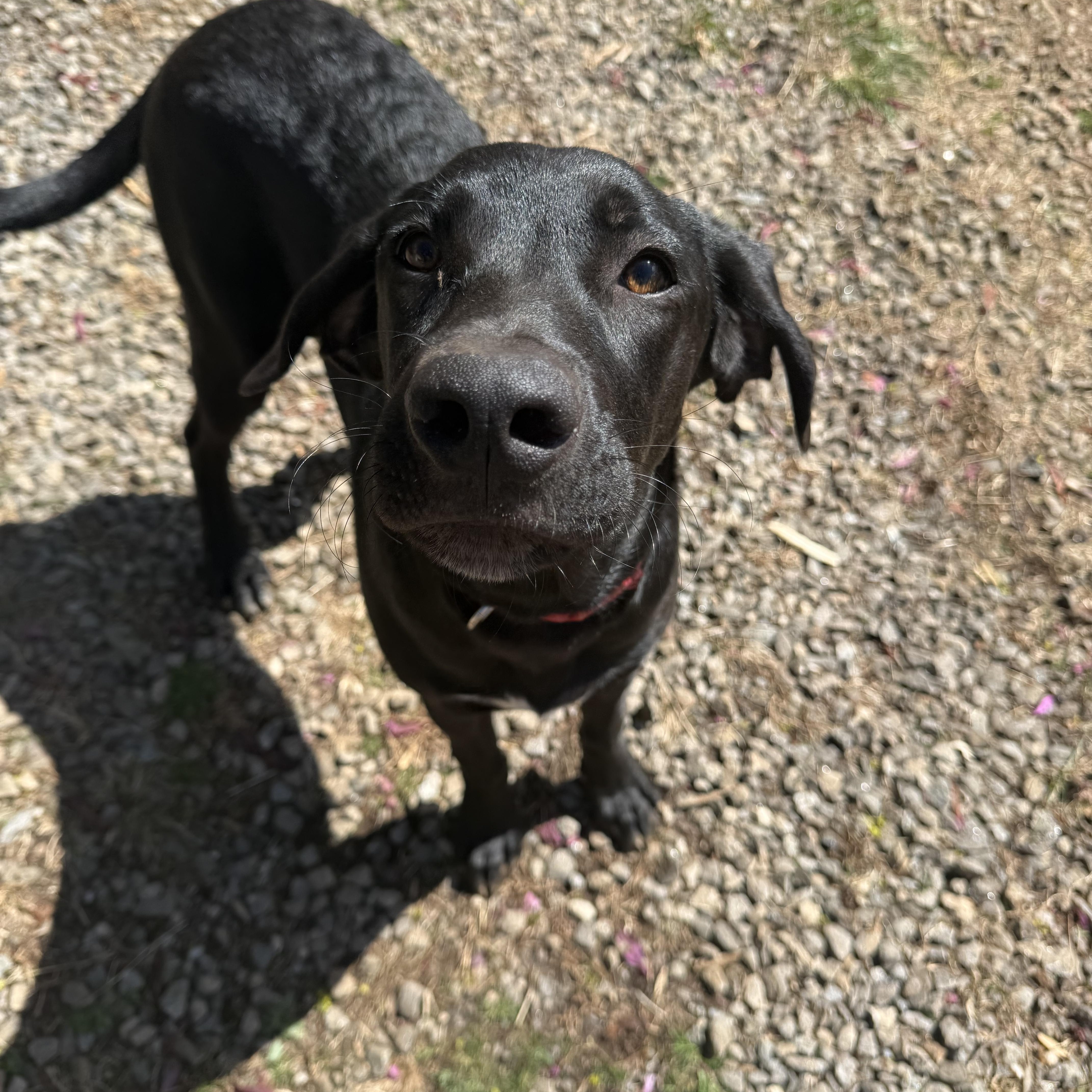 Ricky, Adoptable, Young Male Weimaraner.