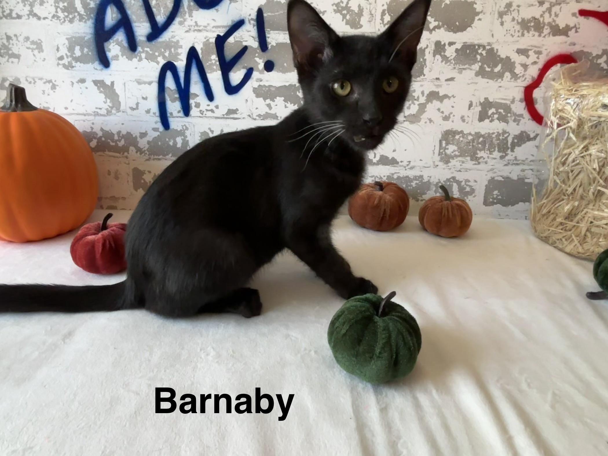 Enlarge Barnaby, a Adoptable Domestic Short Hair in queen creek, AZ image 1/3
