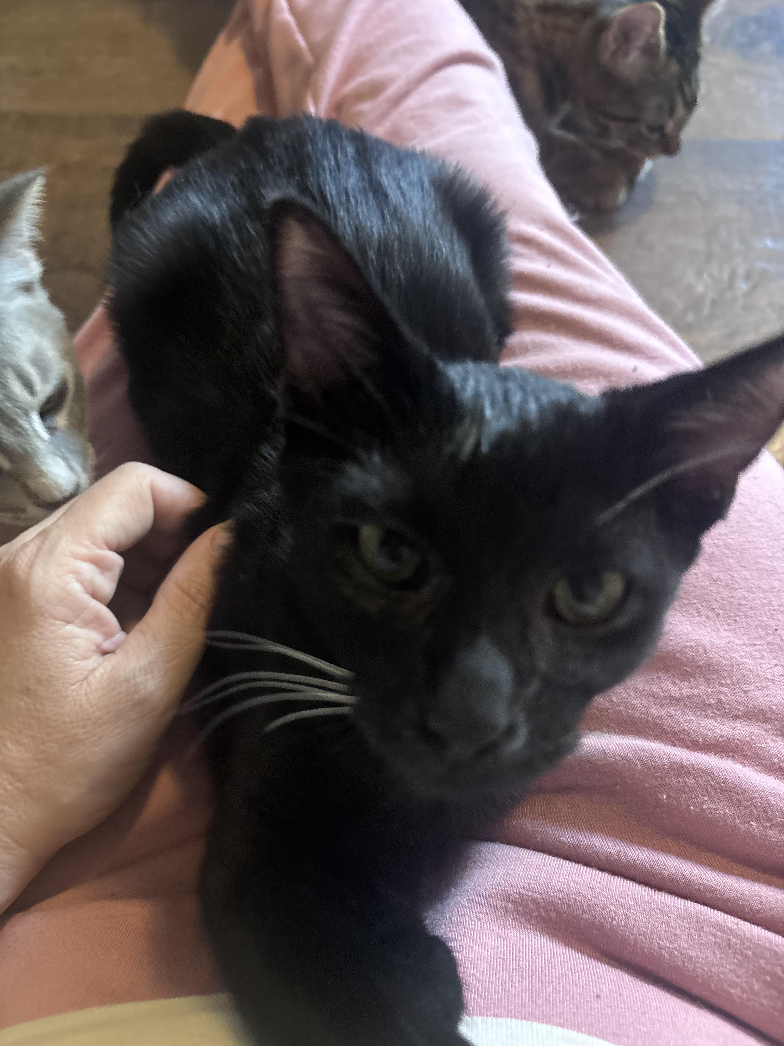Enlarge Barnaby, a Adoptable Domestic Short Hair in queen creek, AZ image 3/3