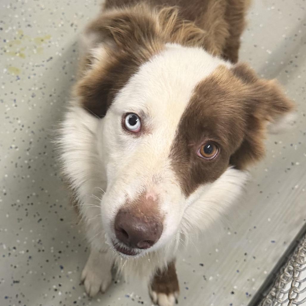 Cash, Adoptable, Young Male Australian Shepherd.