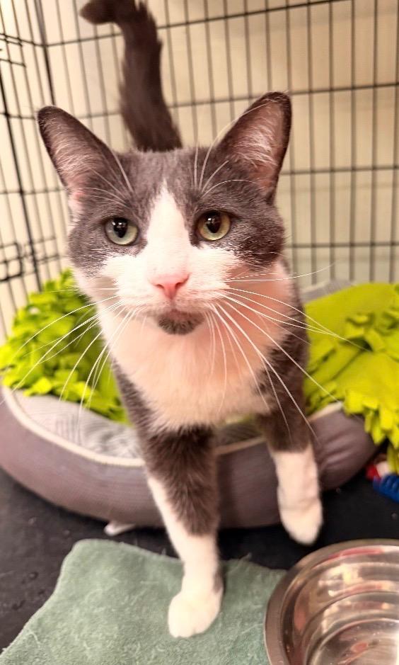 Enlarge MELISSA, a Adoptable mixed breed in Muskegon, MI image 1/6