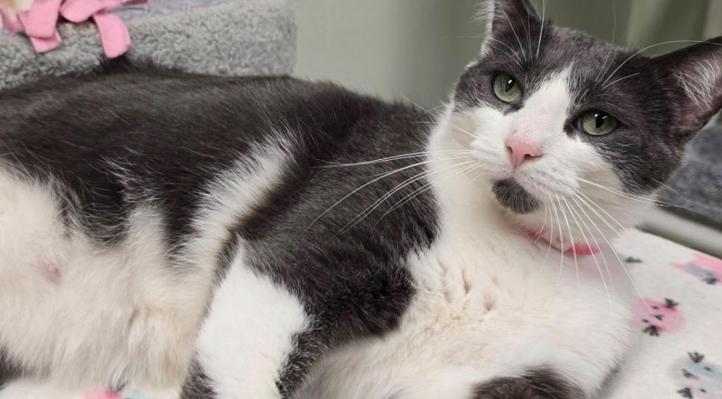 Enlarge MELISSA, a Adoptable mixed breed in Muskegon, MI image 2/6