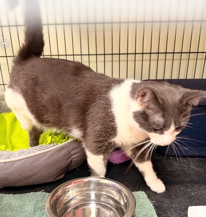 Enlarge MELISSA, a Adoptable mixed breed in Muskegon, MI image 3/6