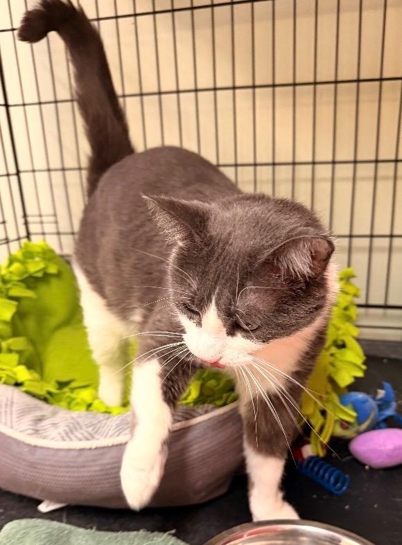 Enlarge MELISSA, a Adoptable mixed breed in Muskegon, MI image 4/6