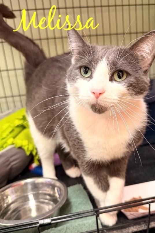Enlarge MELISSA, a Adoptable mixed breed in Muskegon, MI image 5/6