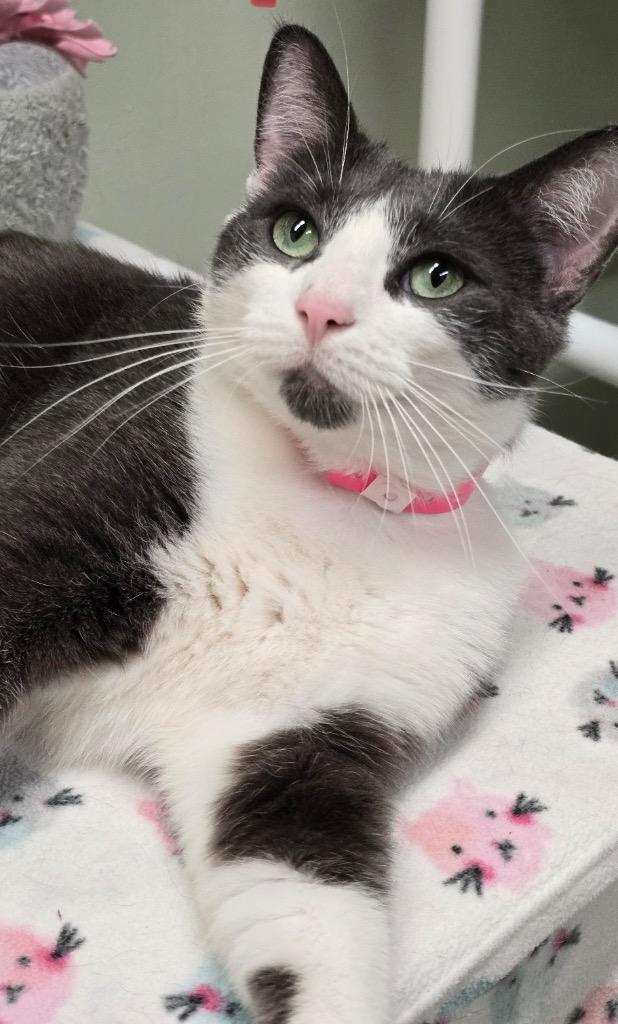Enlarge MELISSA, a Adoptable mixed breed in Muskegon, MI image 6/6