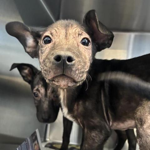 Raisin, Adoptable, Young Male Labrador Retriever & Mixed Breed.