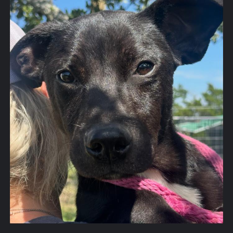 Enlarge Raisin, a Adoptable mixed breed in Hagerstown, MD image 2/2