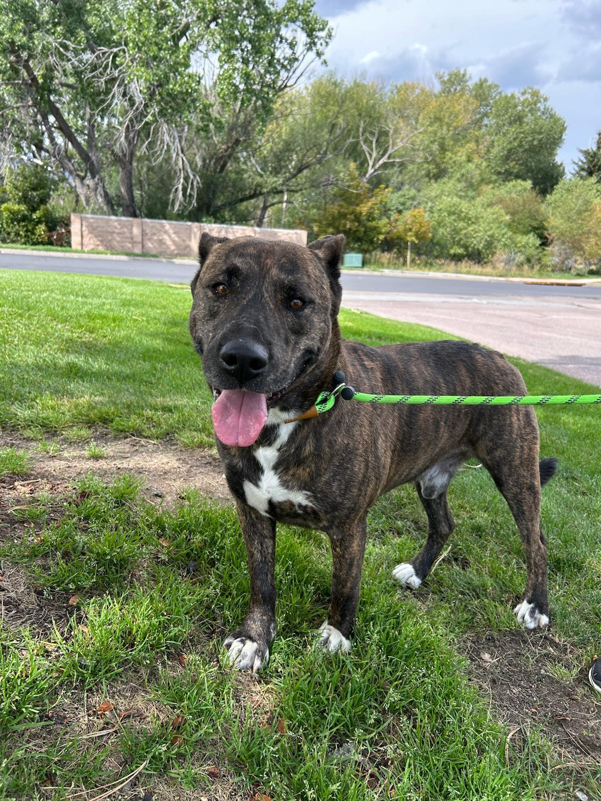 Scrappy, an adoptable American Staffordshire Terrier in San Luis, CO, 81152 | Photo Image 1