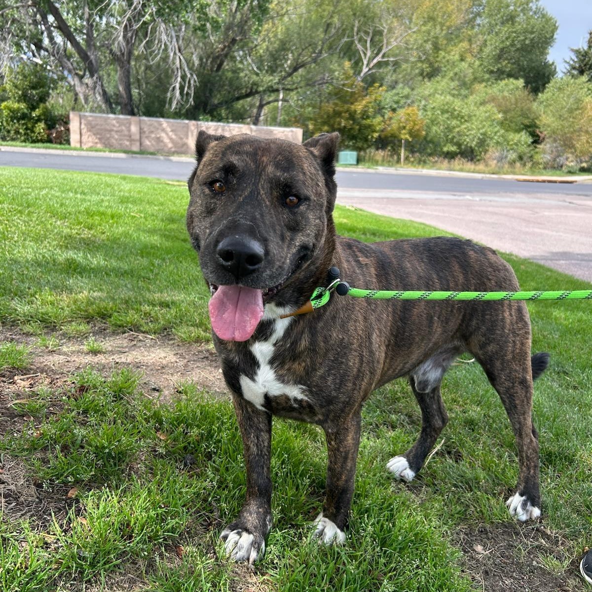 Scrappy, a Adoptable American Staffordshire Terrier in San Luis, CO image 1/3