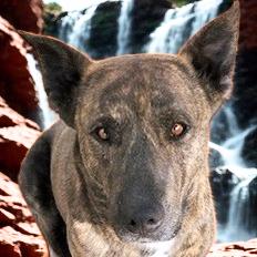 Scrappy, an adoptable American Staffordshire Terrier in San Luis, CO, 81152 | Photo Image 1