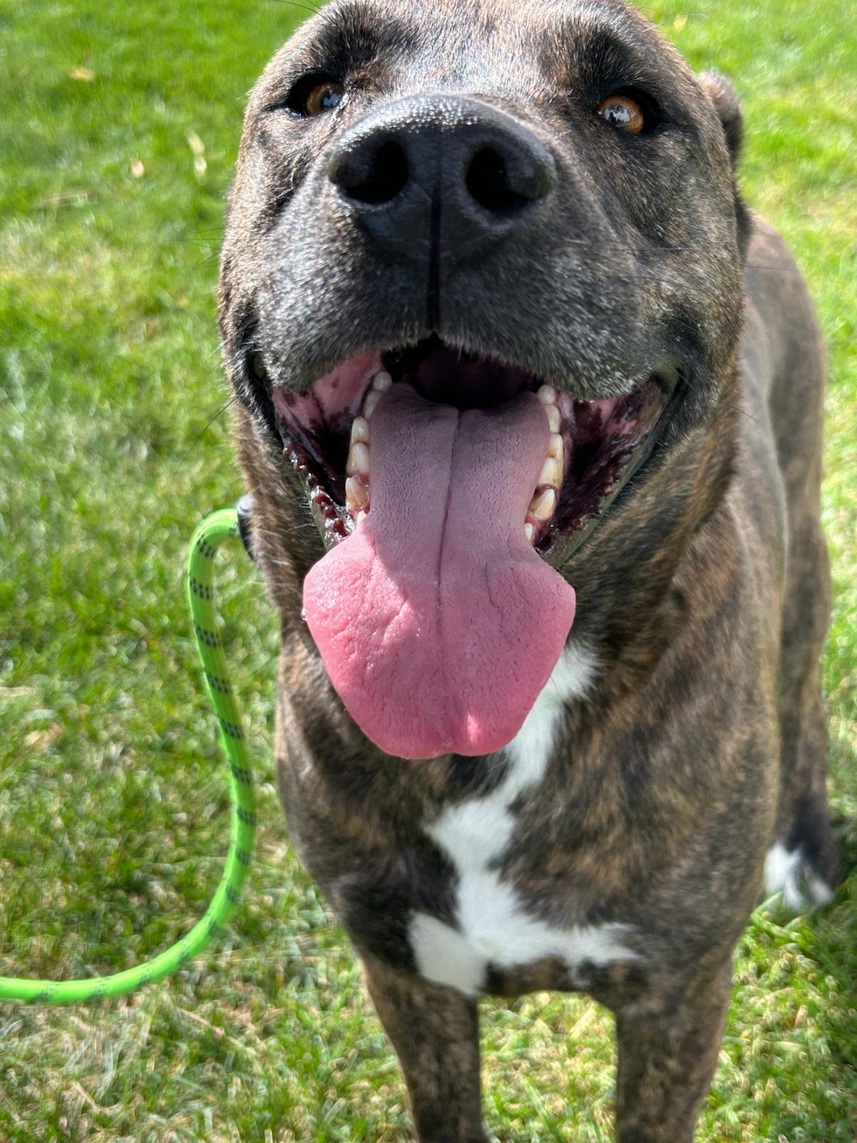Scrappy, an adoptable American Staffordshire Terrier in San Luis, CO, 81152 | Photo Image 4