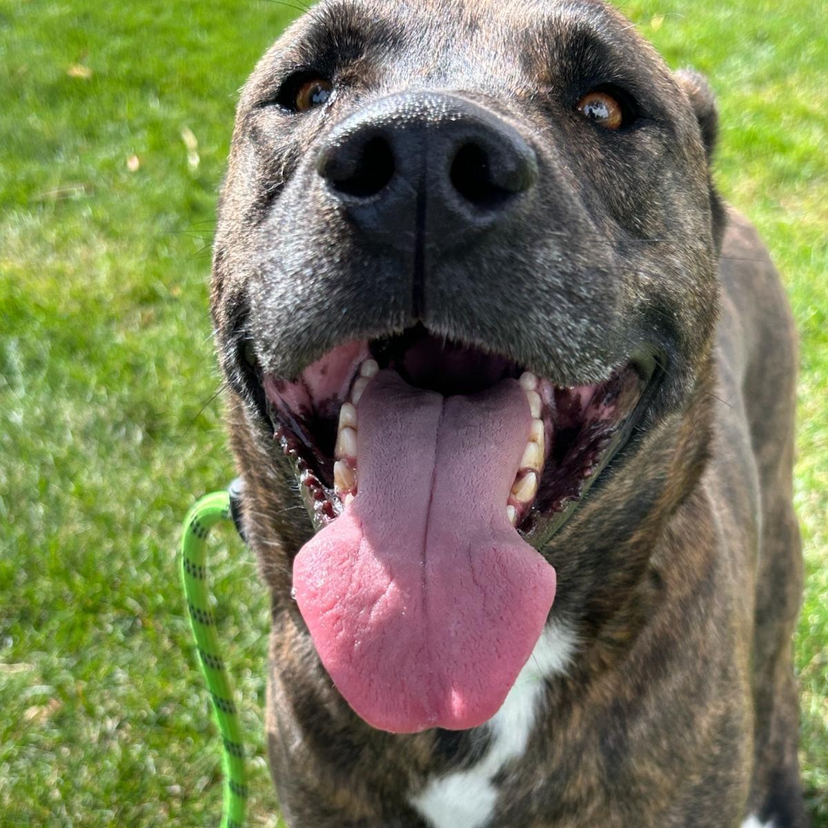 Scrappy, a Adoptable American Staffordshire Terrier in San Luis, CO image 2/3