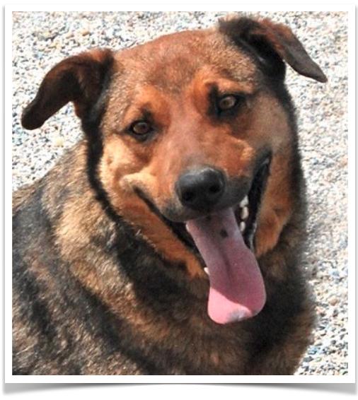 Scrappy, Adoptable, Adult Male American Staffordshire Terrier.
