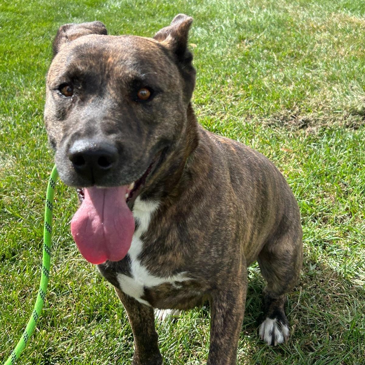 Scrappy, Adoptable, Adult Male American Staffordshire Terrier.