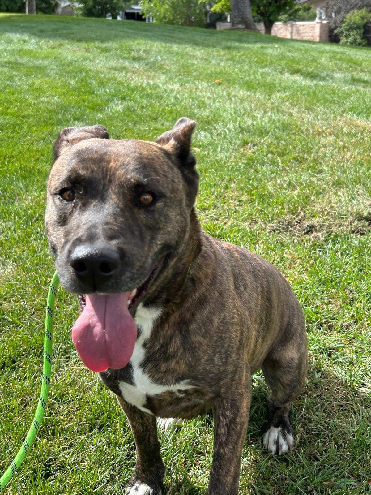 Scrappy, an adoptable American Staffordshire Terrier in San Luis, CO, 81152 | Photo Image 3