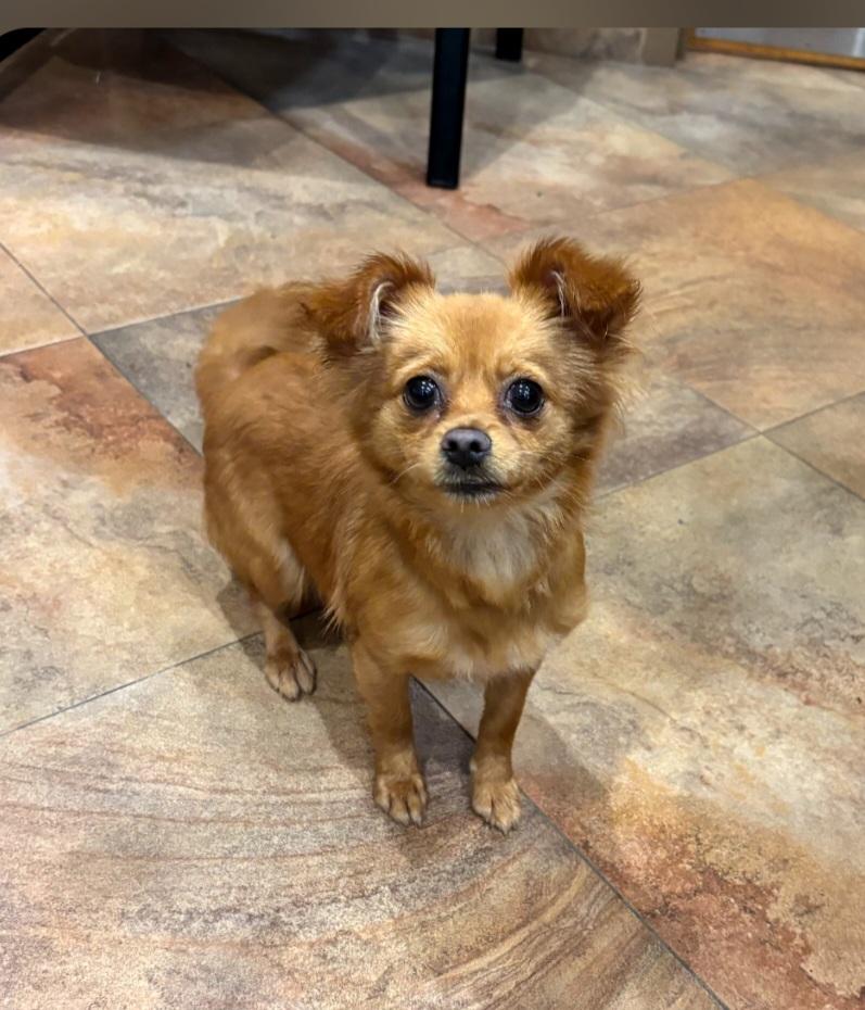 144, ADOPTABLE, Adult Female Chihuahua & Pomeranian.