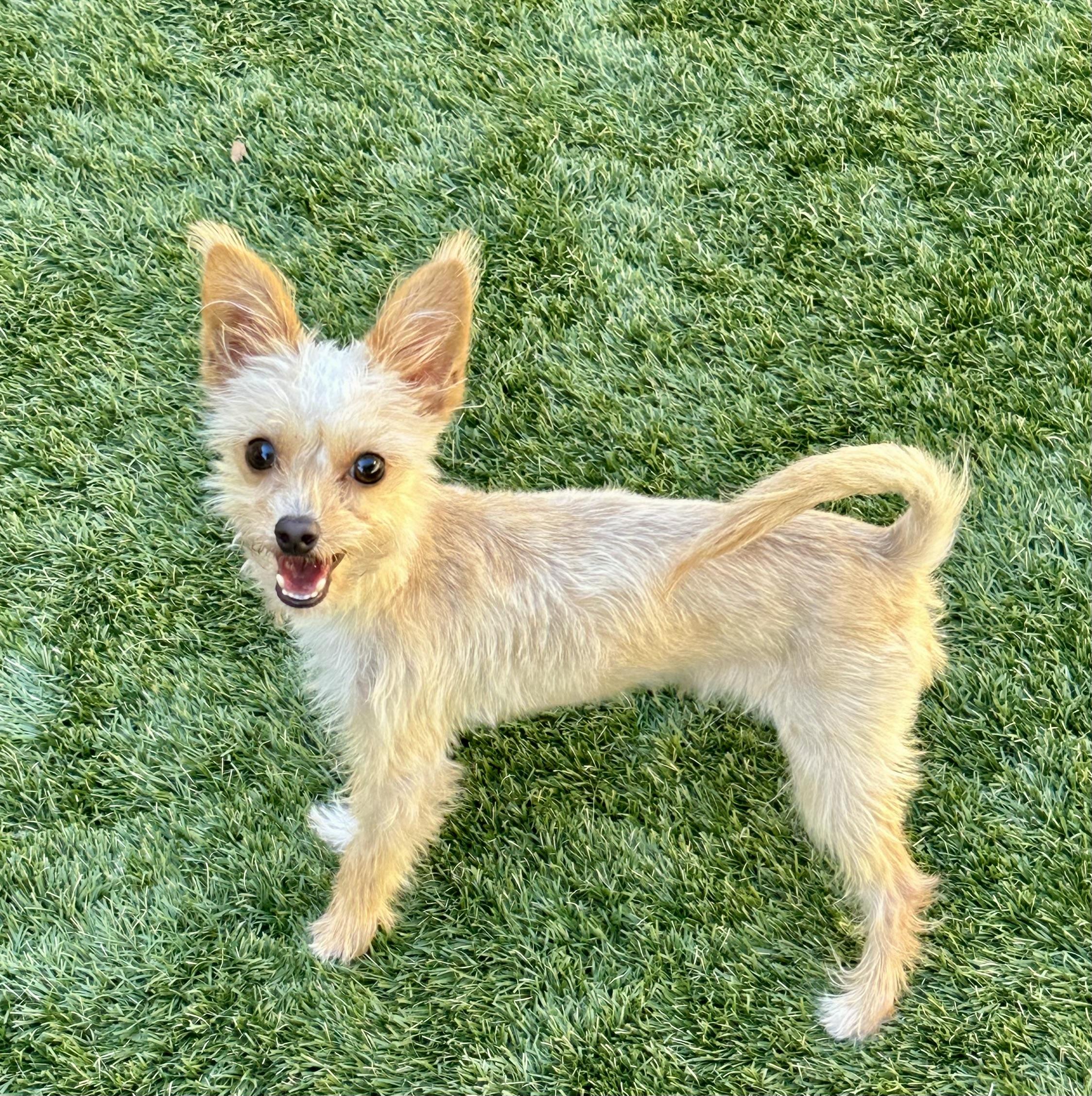 Enlarge Zack, an adopted Yorkshire Terrier in Fremont, CA image 3/4