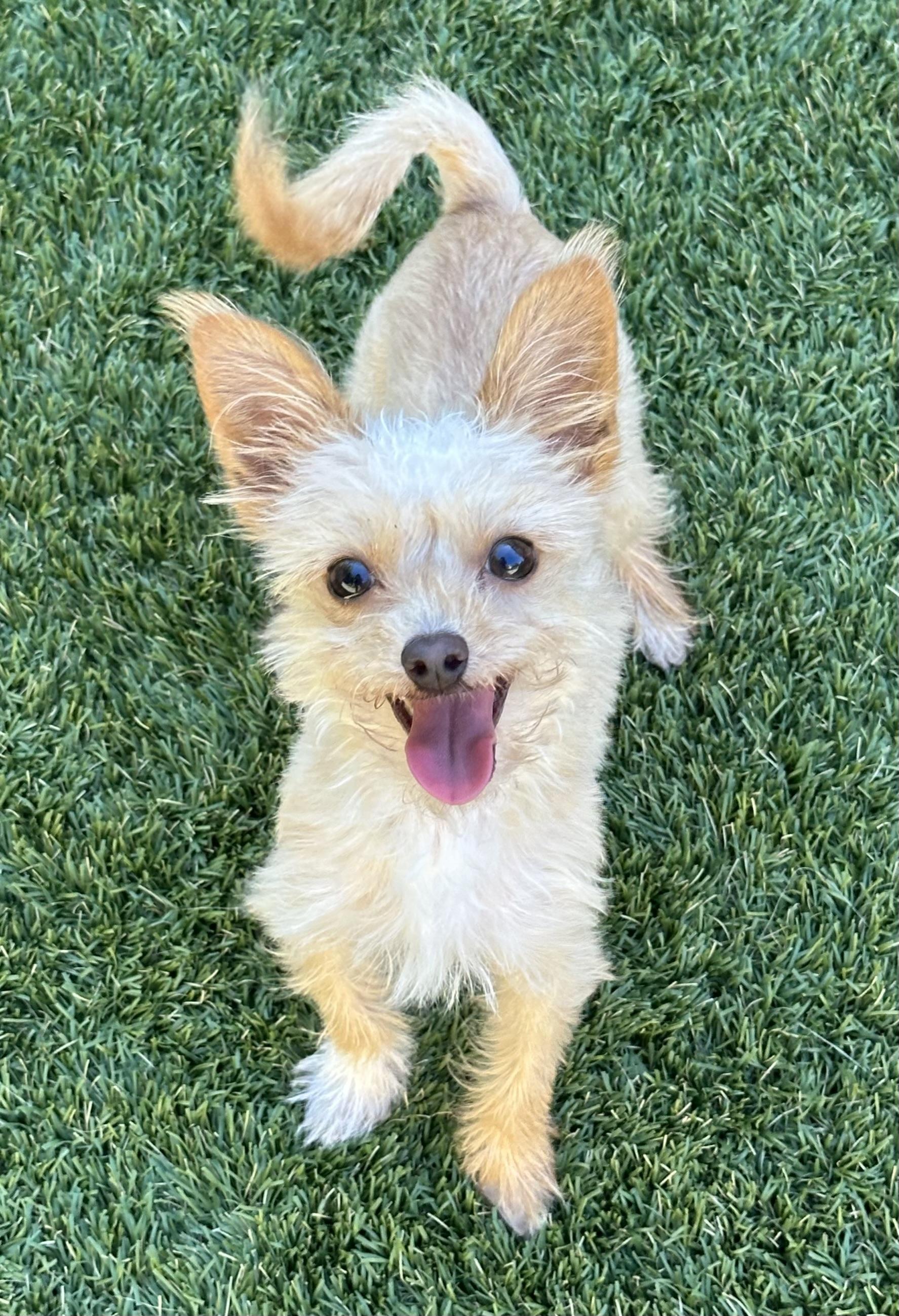 Zack, adopted, Puppy Male Yorkshire Terrier.